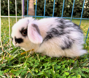 Coniglio Ariete Minilop