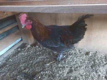 Galli Marans