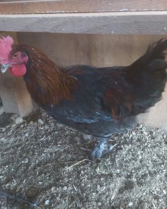 Galli Marans