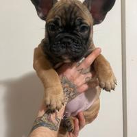 Bouledogue francese