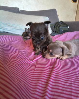 Chihuahua con pedigree ENCI