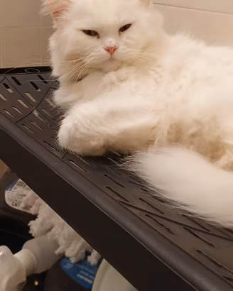 Vendita gatti