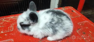 Conigli nani e testa di leone