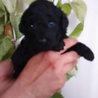 Cucciolo di barboncino nano nero