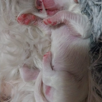 Cuccioli di maltese maschio
