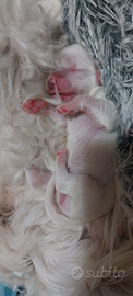 Cuccioli di maltese maschio