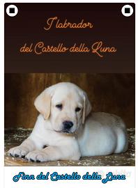 Labrador Cucciolo Biondo Pedigree ENCI