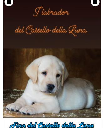 Labrador Cucciolo Biondo Pedigree ENCI