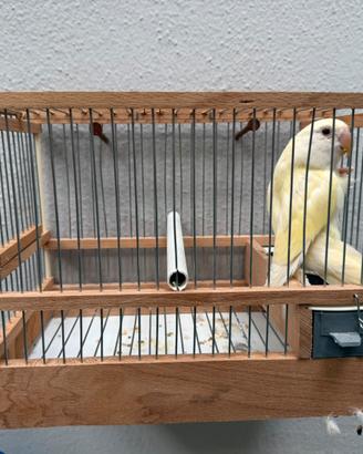 Inseparabile cremino
