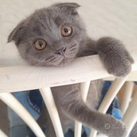 Cucciolo Scottish fold 