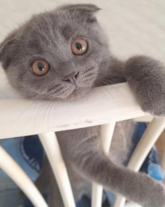 Cucciolo Scottish fold 