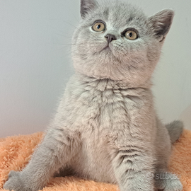 British shorthair femminuccia