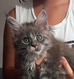 Maine coon maschio