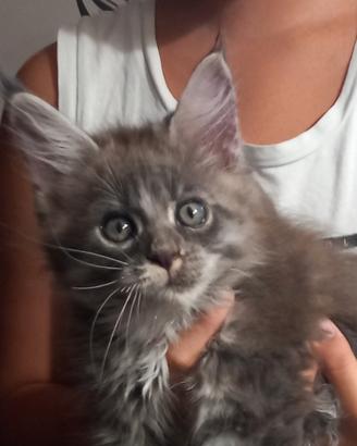 Maine coon maschio