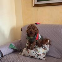 Barboncino Toy fulvo per monta