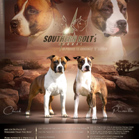 Cuccioli di American Staffordshire terrier