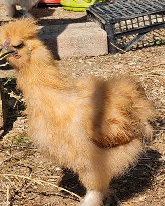 galline moroseta