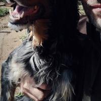 Setter inglese