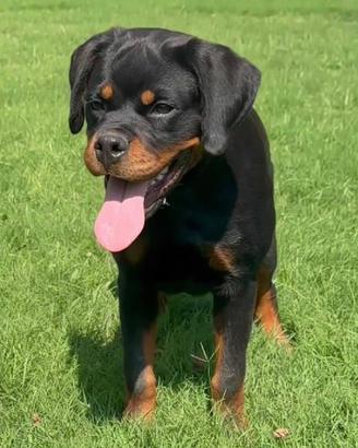 Cucciolona disponibile