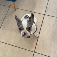 Cucciola bulldog francese