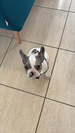 Cucciola bulldog francese