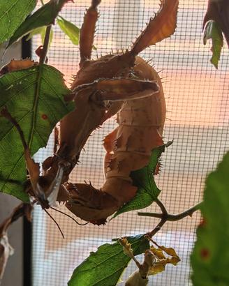 Extatosoma tiaratum baby e sub adulti insetti