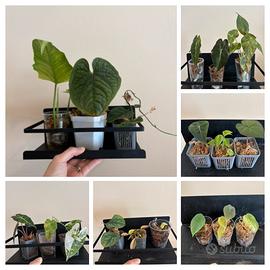 Piante rare tropicali bundle alocasia philodendro