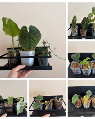 Piante rare tropicali bundle alocasia philodendro