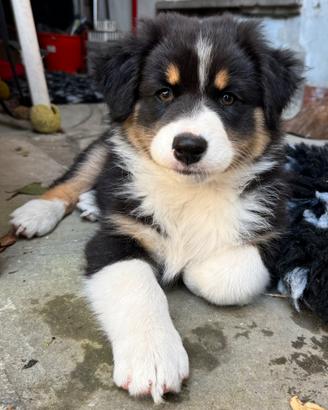 Cucciolo pastore australiano
