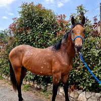 Cavallo appaloosa