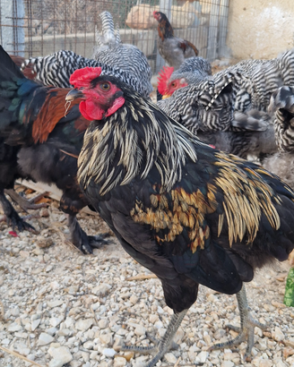 Araucana