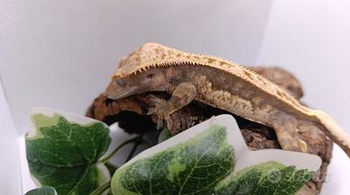 Ciliatus / Geco Crestato ID: FF