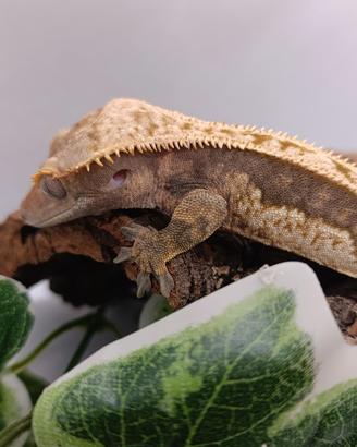 Ciliatus / Geco Crestato ID: FF