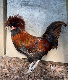 Gallo padovano