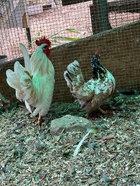 Galline ornamentali Serama 