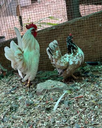 Galline ornamentali Serama 