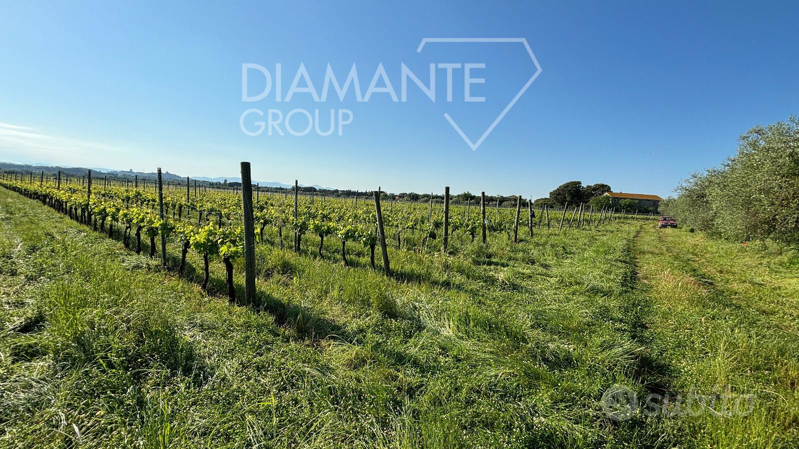 Vigneto in produzione di 9 ettari circa - Vista 2