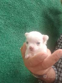 Chihuahua