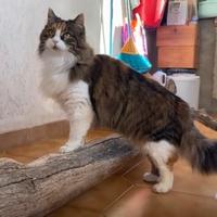 Pupetta gatta 2 anni