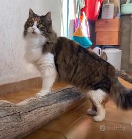 Pupetta gatta 2 anni