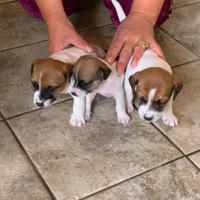 Cuccioli di jack Russell con Pedigree microchip