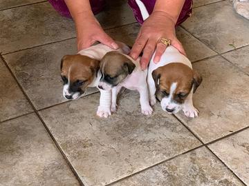 Cuccioli di jack Russell con Pedigree microchip