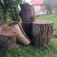 Legno di Tiglio