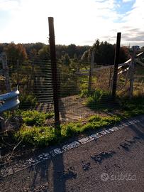 Terreno uliveto 90 alberi d'ulivo