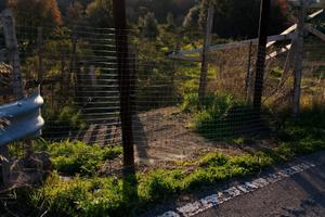 Terreno uliveto 90 alberi d'ulivo