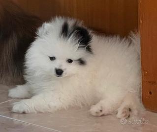 Spitz di Pomerania