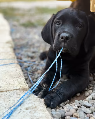 Cane corso nero