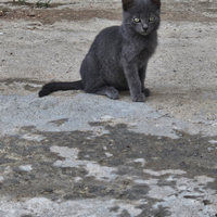 Gattini