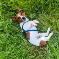 Cane da monta Jack Russel