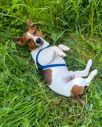 Cane da monta Jack Russel